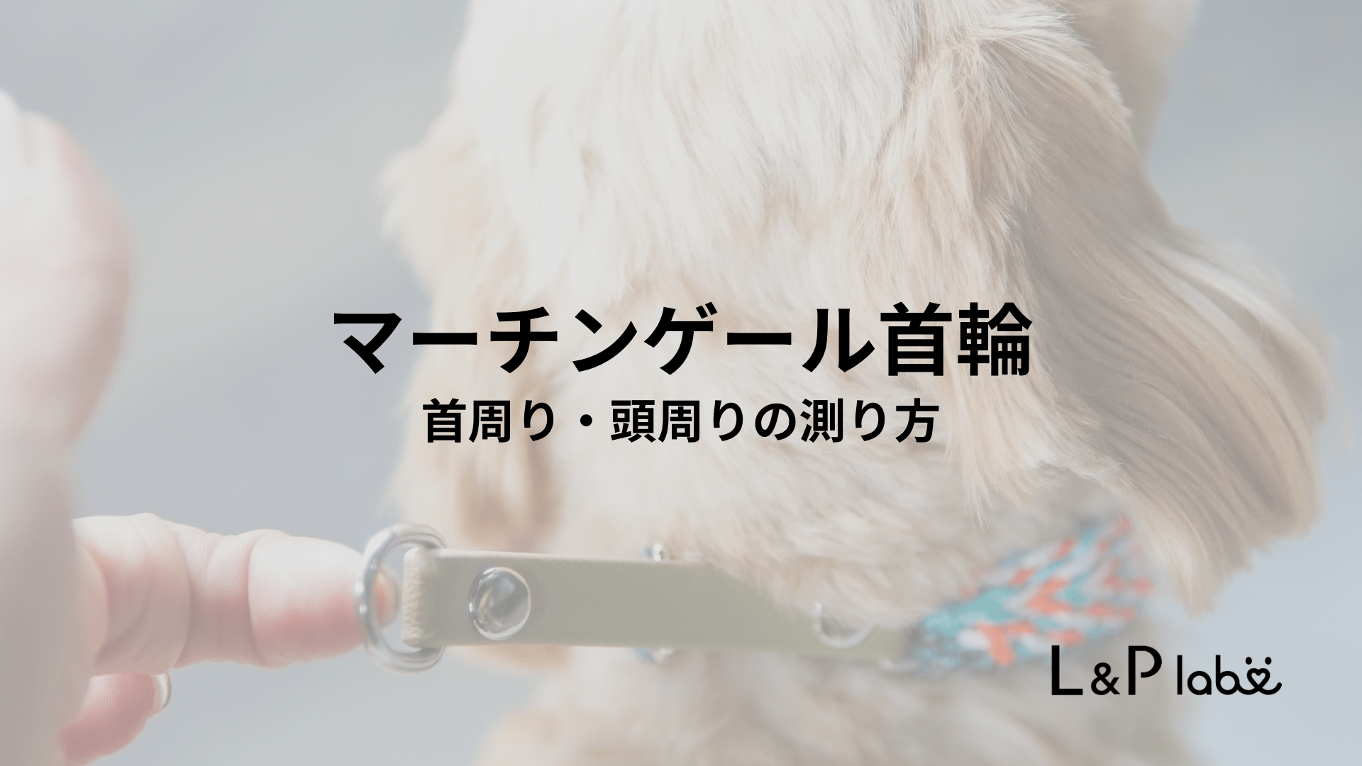 アクアセーフカラー＆リードエルトピ｜オーダーメイド首輪｜L&P labo