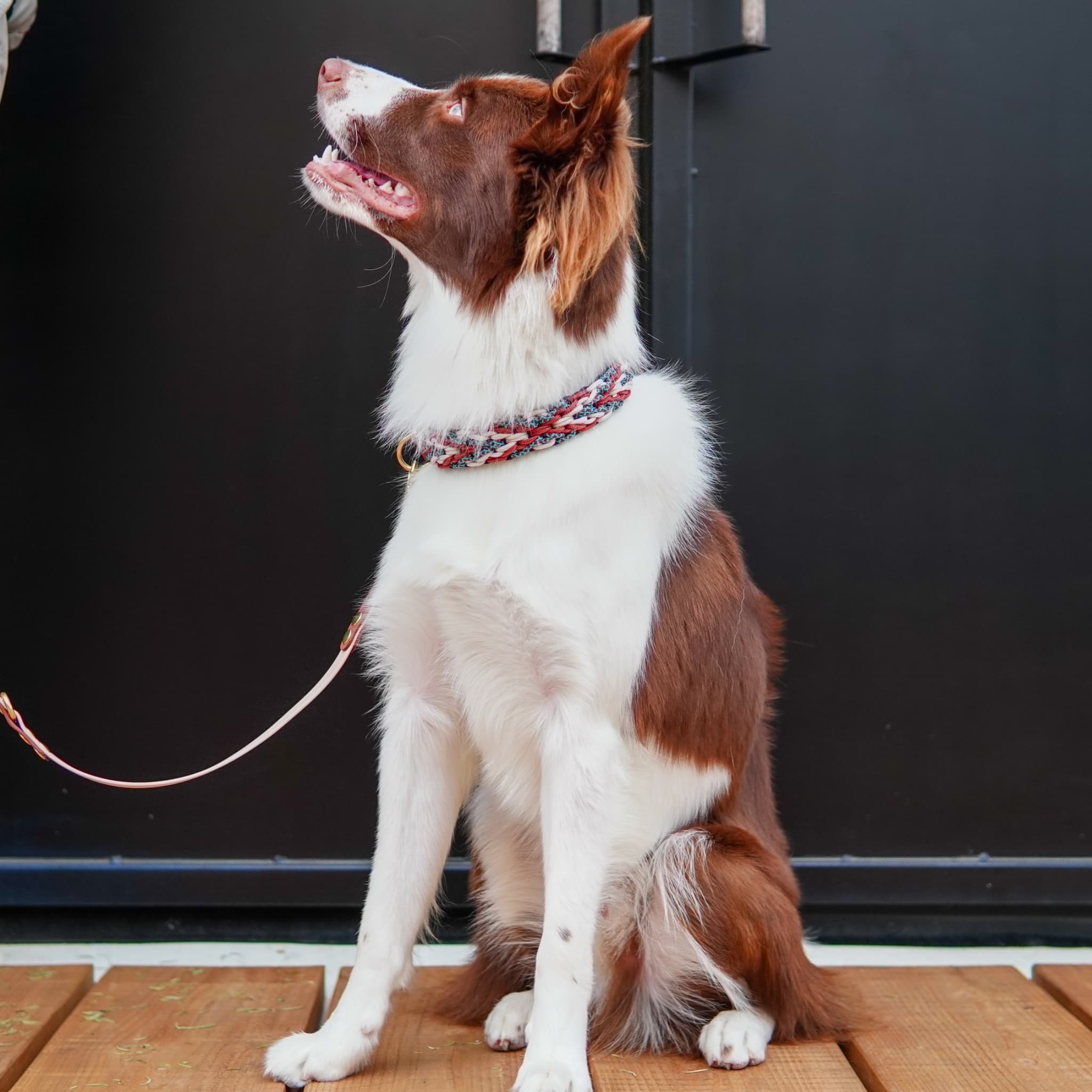 エルトピの首輪をつけて犬の写真です。